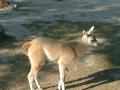 Lama-unge i zoo