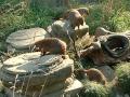 Zebra-Manguster i Zoo i K�ben