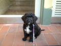 Utenfor hjemme. S�t hund!