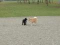 En halvt samojed hund