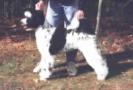 B�lgete pels i retriever-klipp