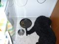 Gjett hvem som ble glad da vi var ferdig med � spise!