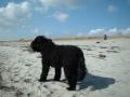 Vannhunden v�r p� stranden