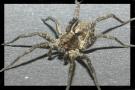 Hausspinne (Tegenaria atrica) 