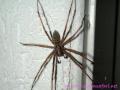 Common Housespider (Tegenaria atrica)