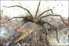 Huiskamerspin (Tegenaria atrica)