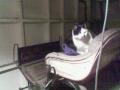En katt som holdt til inne hos kaninene