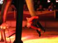 Elefant p� Sirkus