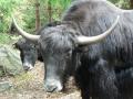 Yak