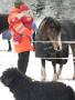 12: Ruth og pappa hilser p� hestene