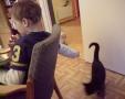 Oliver fors�ker � klappe en katt