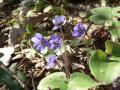 Bl�veis