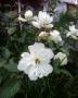 Hvite roser