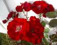 Parkdirekt�r Riggers rose