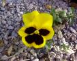 Stemorsblomst