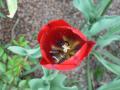 Tulipan